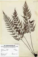 藏品(威氏鐵角蕨)的圖片